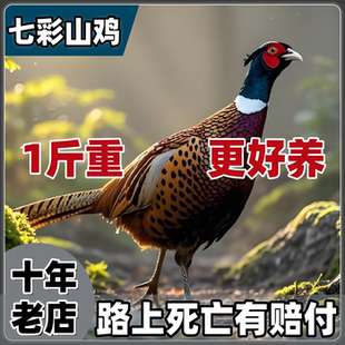 正宗七彩山鸡活苗脱温半大野鸡雉鸡半斤1斤活体半大散养青年鸡仔