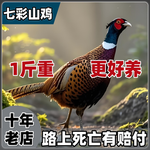 正宗七彩山鸡活苗脱温半大野鸡雉鸡半斤1斤活体半大散养青年鸡仔