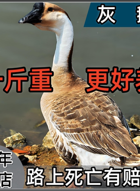 小鹅活苗正宗大雁鹅一斤大种灰鹅苗脱温活体马岗狮头鹅苗包活包邮