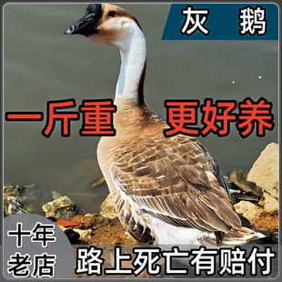 小鹅活苗正宗大雁鹅一斤大种灰鹅苗脱温活体马岗狮头鹅苗包活包邮