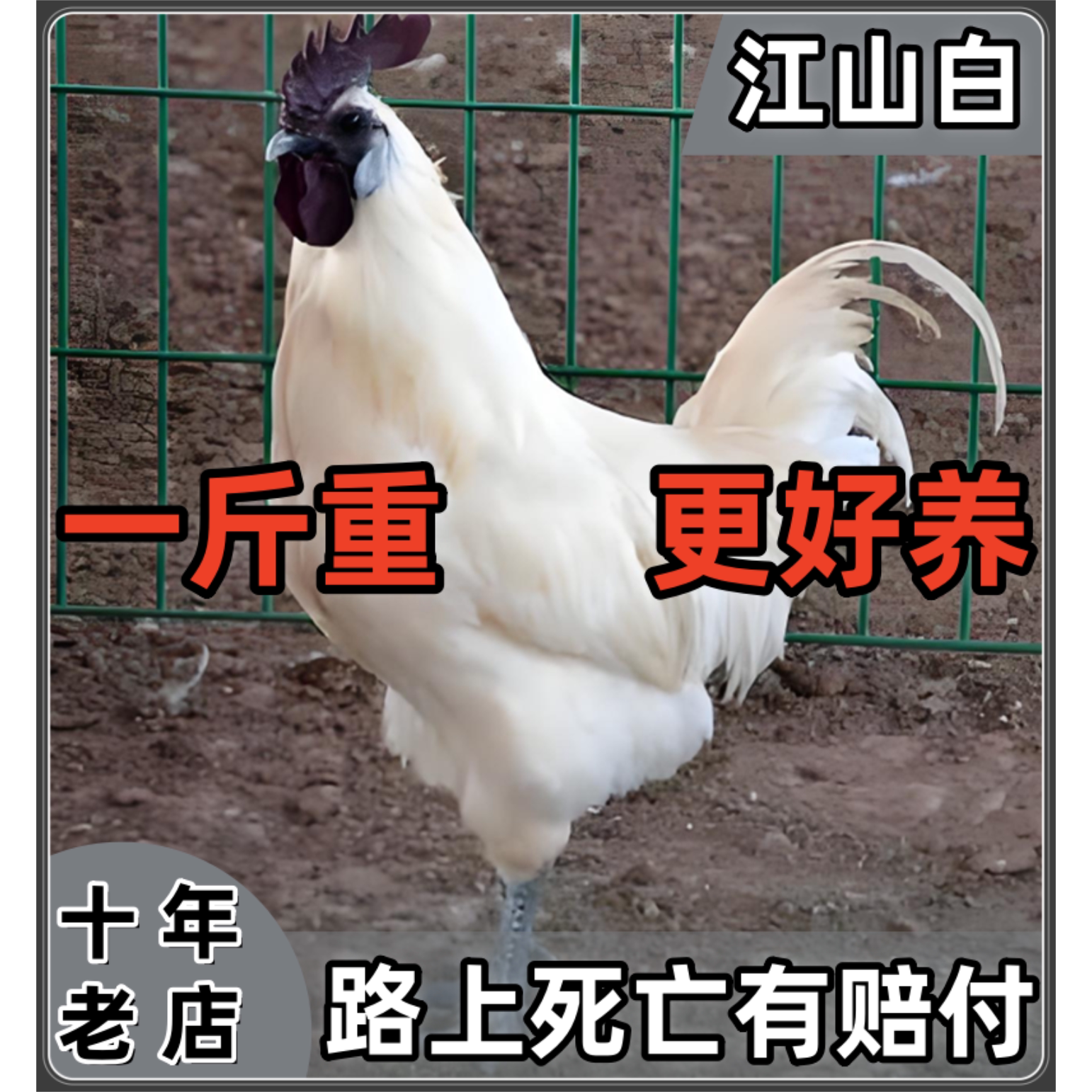 江山乌骨鸡蓝耳白羽乌白毛骨鸡脱温活体观赏鸡乌骨鸡花冠鸡宠物鸡