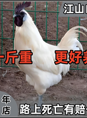 江山乌骨鸡蓝耳白羽乌白毛骨鸡脱温活体观赏鸡乌骨鸡花冠鸡宠物鸡