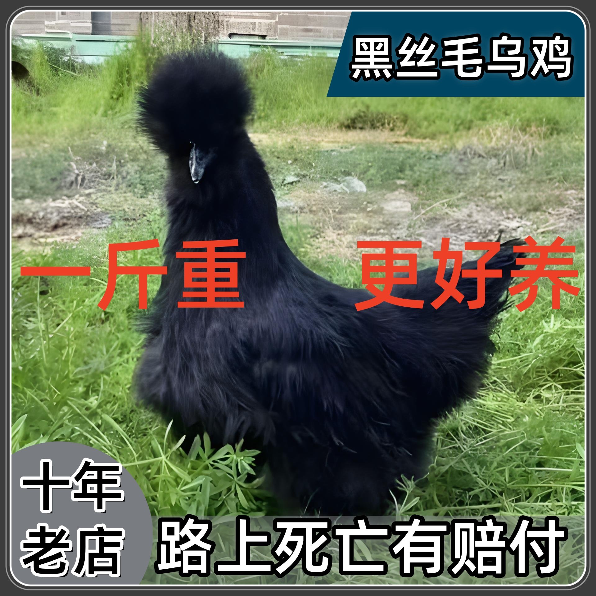 半斤黑丝毛鸡黑凤乌鸡苗幼苗五黑丝羽脱温鸡苗一斤乌鸡散养凤头鸡