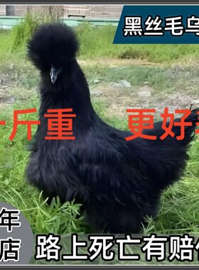 半斤黑丝毛鸡黑凤乌鸡苗幼苗五黑丝羽脱温鸡苗一斤乌鸡散养凤头鸡
