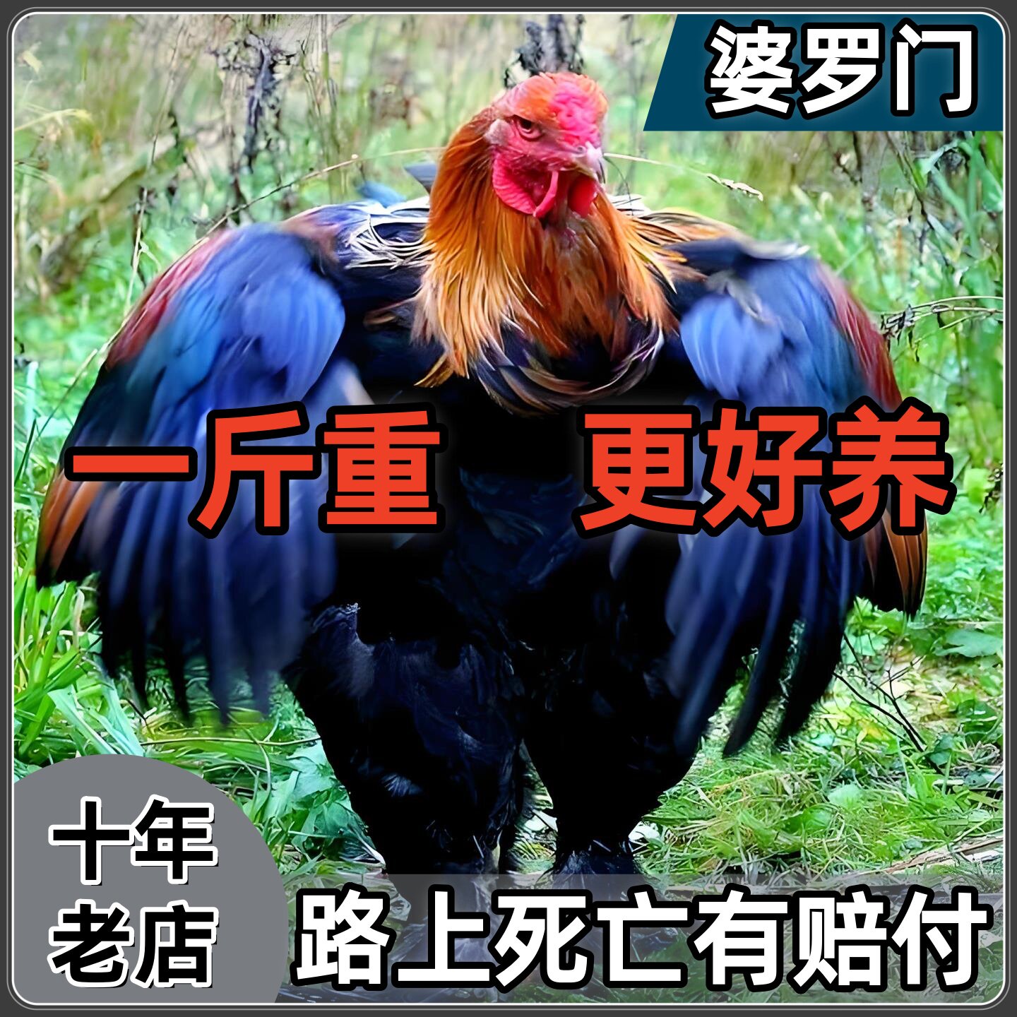 正宗婆罗门鸡活苗半斤纯种特大型婆罗门观赏鸡梵天鸡鸡活体鸡活苗