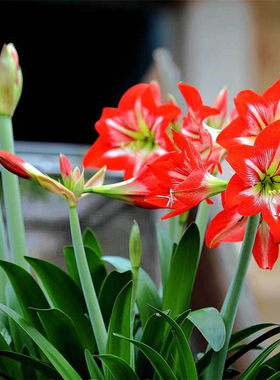 本土单瓣朱顶红花卉盆栽春季开花