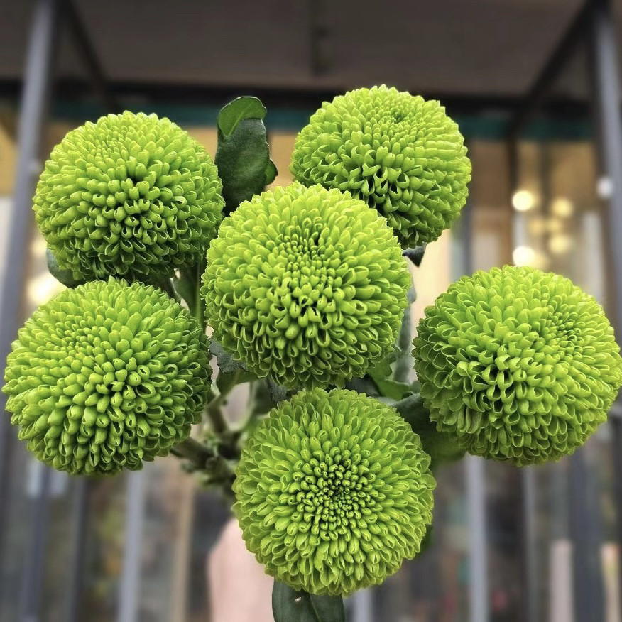 a级乒乓菊小雏菊鲜切花花期长家庭水养送朋友生日礼物真花顺丰