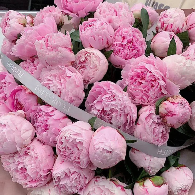 四月神花荷兰粉色沙拉芍药重瓣莎拉芍药鲜切花母亲节家庭花艺插花