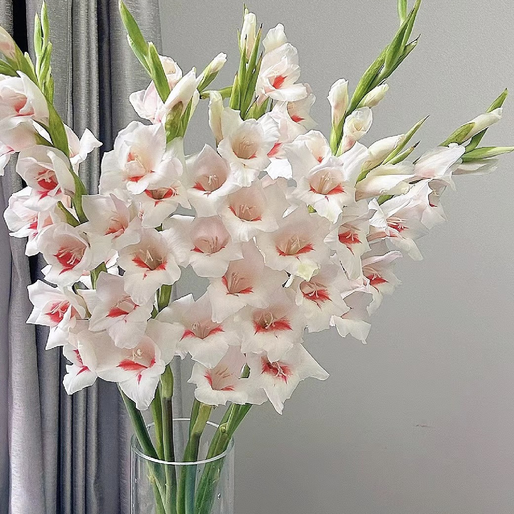 A级奶油红心阿贾克斯剑兰鲜切花花瓶插花节节高送老师送领导顺丰