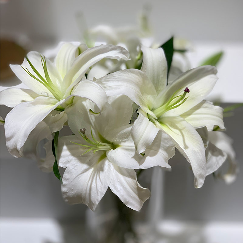 精选白色黄色粉色酒红色特香单瓣大百合鲜花花艺插花供佛鲜花