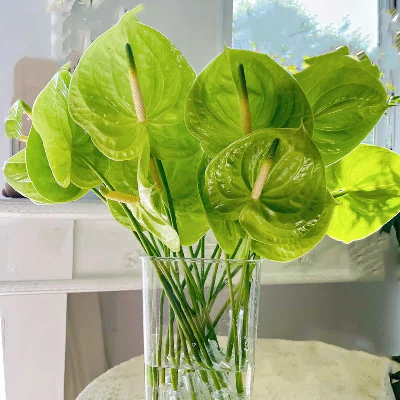 红掌绿掌彩掌鲜花家用客厅办公室家庭插花送领导男朋友插花顺丰