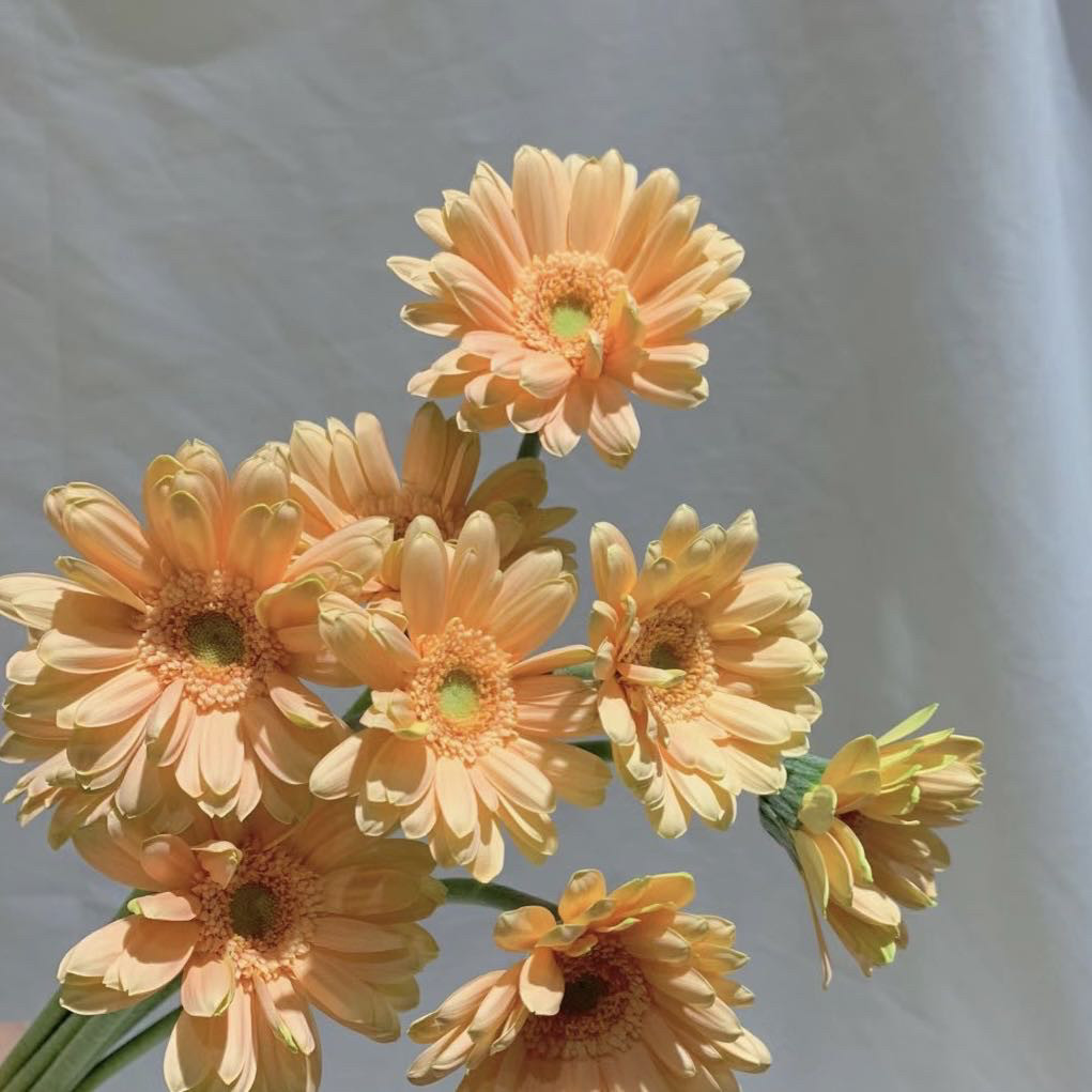 稀有丹麦瑞典奶黄色悉尼非洲菊鲜切花扶郎花花瓶花艺家居插花顺丰