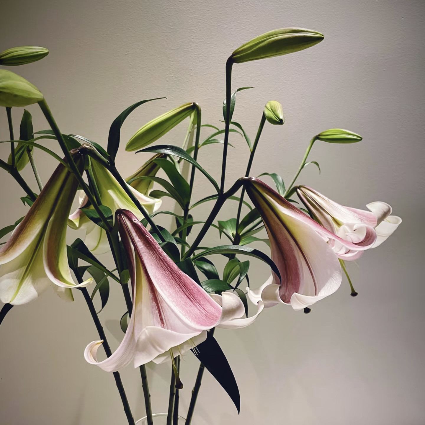 东方月亮东方少女百合鲜花真花花瓶插花水养办公稀有鲜花送女友图片