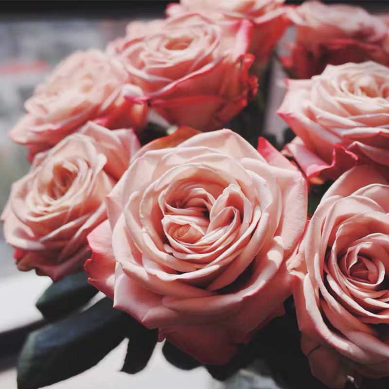 稀有高端a级卡布奇诺玫瑰 怒放型鲜花送女友老师生日花艺插花