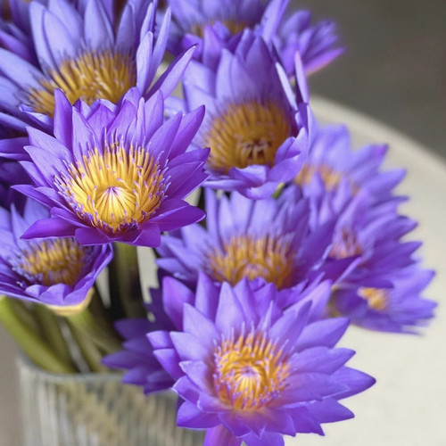 A级紫色睡莲鲜花荷花蓝莲花家庭插花水养办公室插花顺丰发货