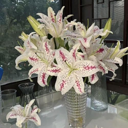 A级西施百合稀有香水百合颜色独特水养花艺花瓶插花送朋友顺丰