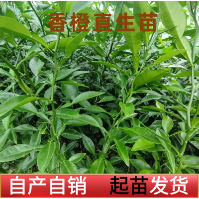 香橙苗正宗小叶软枝香橙嫁接