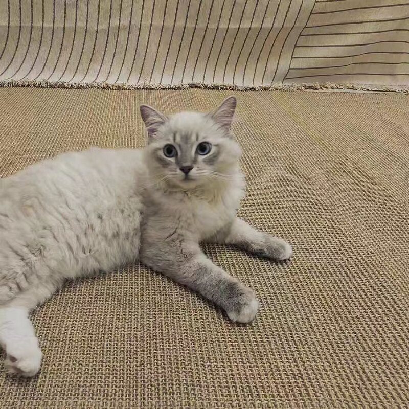 猫抓垫客厅卧室飘窗真剑麻图片