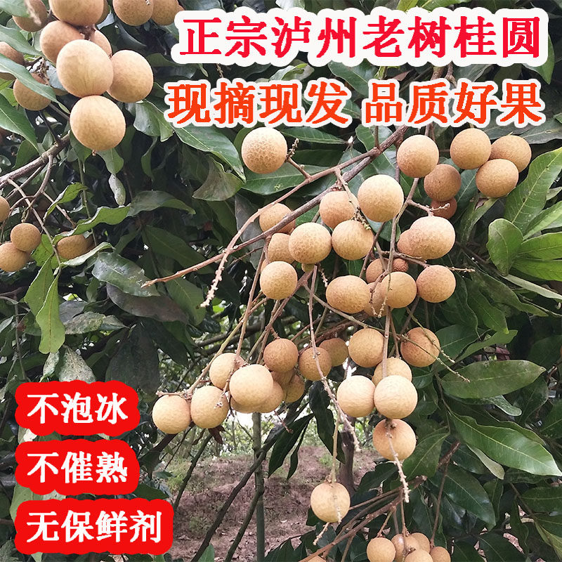 泸州老树桂圆新鲜龙眼四川特产整箱当季孕妇水果8包邮现摘现发5斤