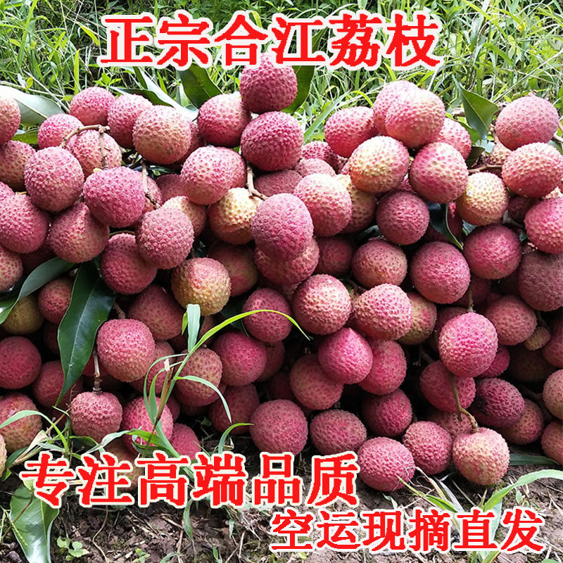 合江荔枝新鲜5斤现摘现发