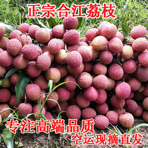合江荔枝新鲜5斤现摘现发