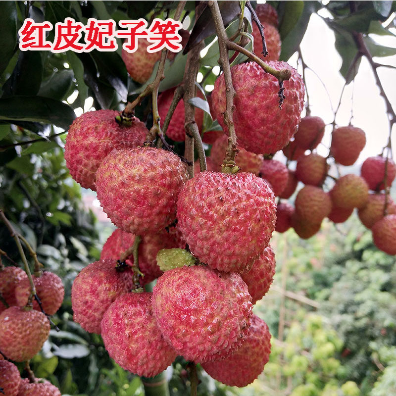 四川泸州合江荔枝新鲜水果