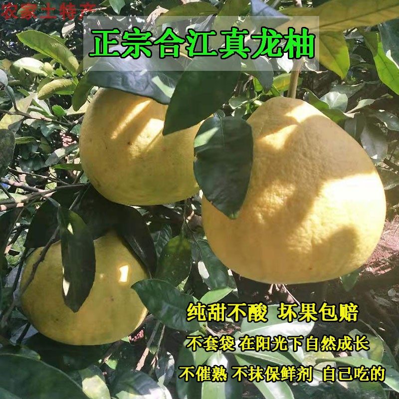 正宗合江真龙柚四川特产泸州柚子新鲜纯甜不酸当季水果沙田柚白心