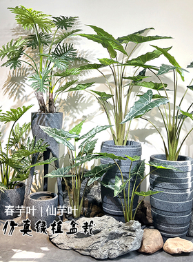 特丽卉仿真春芋叶树包邮