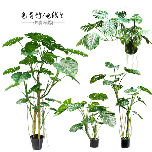 特丽卉龟背竹树大型落地绿植造景