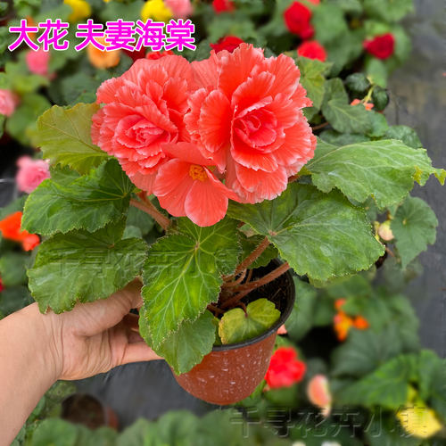 夫妻海棠球根海棠盆栽花苗