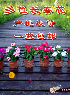 天天开日日春长春花五叶梅盆栽阳台庭院桌面开花带花喜阳包邮