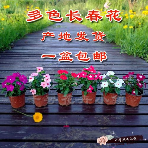 盆栽阳台庭院桌面长春花包邮