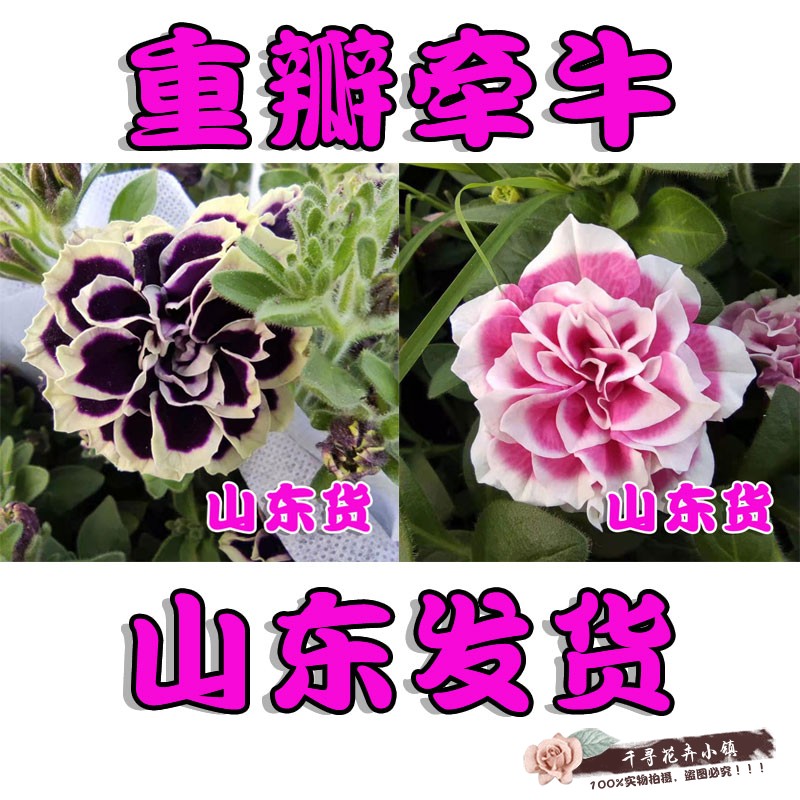 基地发货矮牵牛盆栽小苗