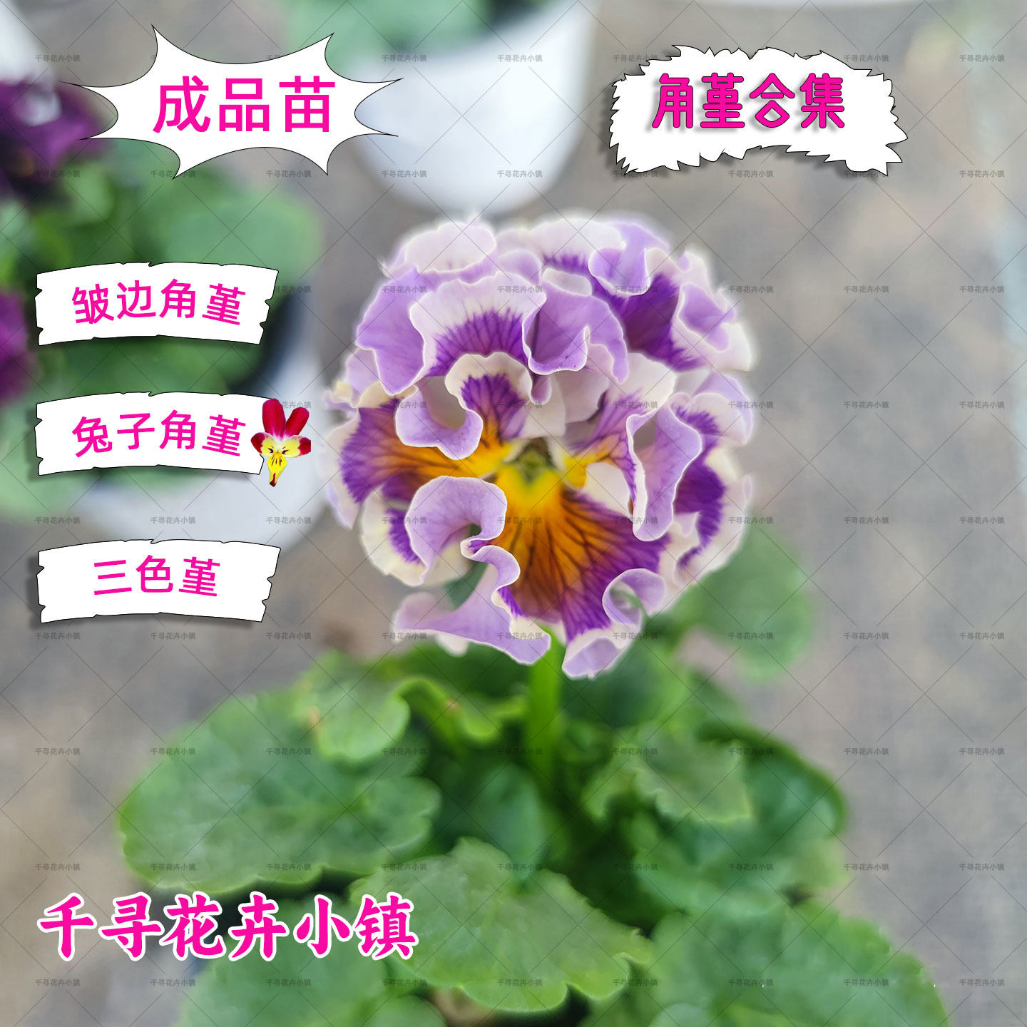 皱边 网红小兔子角堇  三色堇  耐寒 冬季开花植物,鲜花速递/花卉仿真/绿植园艺,时令草本花卉,淘宝优惠券,粉丝福利购,淘宝优惠卷