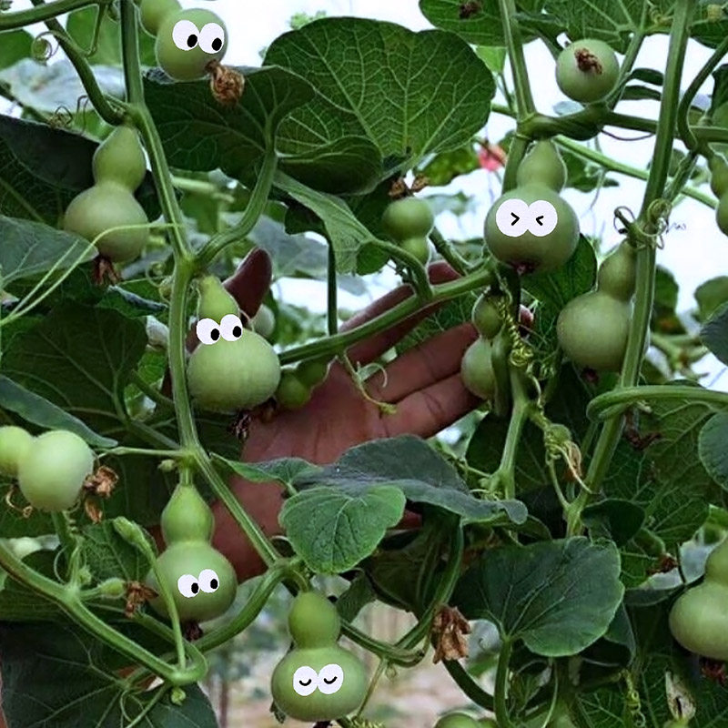 种一串小葫芦娃种植吧阳台阳光房植物小学生日记观察科学实验种子