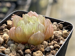 蜗牛的乐园多肉植物十二卷玉露实生玉露西瓜太郎