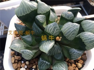 艾格园蜗牛的乐园多肉植物美纹克里克特寿
