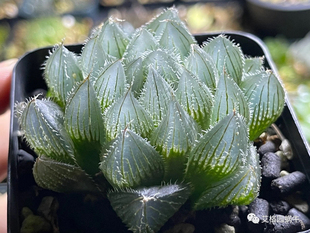 蜗牛的乐园实生玉露冰峰小苗