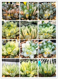 艾格园蜗牛的乐园优选精品阳台室内实生玉露锦种子