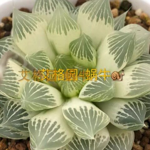 艾格园蜗牛的乐园多肉植物12卷白蛇传种子