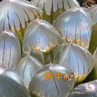 蜗牛的乐园多肉十二卷实生选拔玉露ice blue小苗