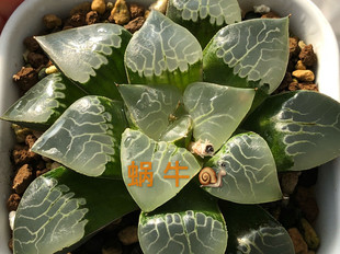 蜗牛的乐园多肉植物12卷实品克里克特寿-火凤凰苗子