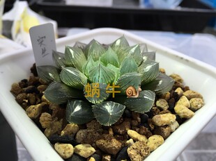 艾格园蜗牛的乐园多肉植物12卷玉露实生玉露G01苗