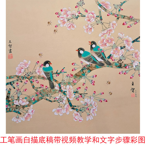 工笔画底稿白描画稿樱花送视频