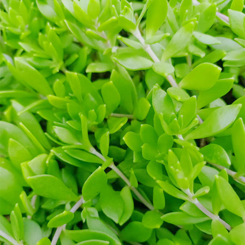 大山垂盆草绿植中药材可食用狗牙瓣栽种非常容易盆栽吊兰养肝护肝