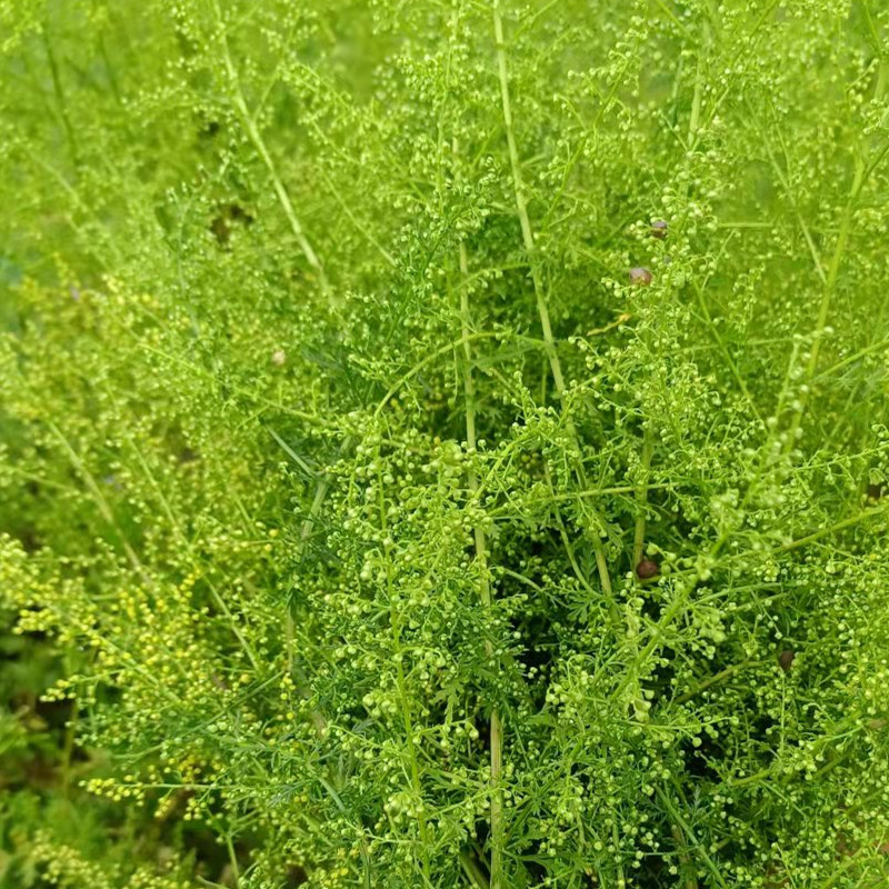 新鲜大山黄花蒿青蒿苦蒿九月正是花季现摘现发煮汤泡水精选无杂草