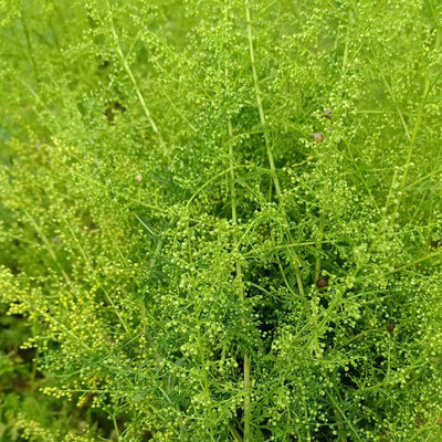新鲜野生黄花蒿重庆大山特产青蒿
