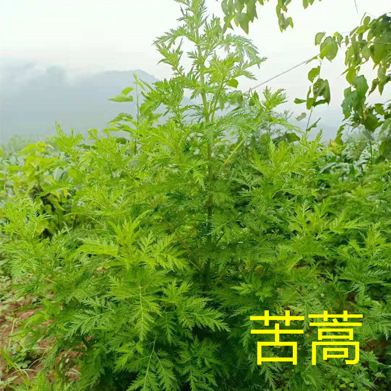 新鲜青蒿深山现摘苦蒿促销植物新品清热下火泡茶泡澡现摘现发包邮