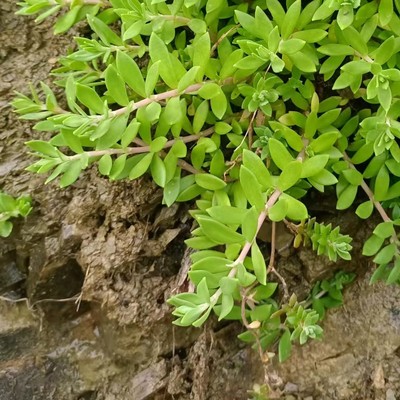 可食用垂盆草盆栽绿植包种活