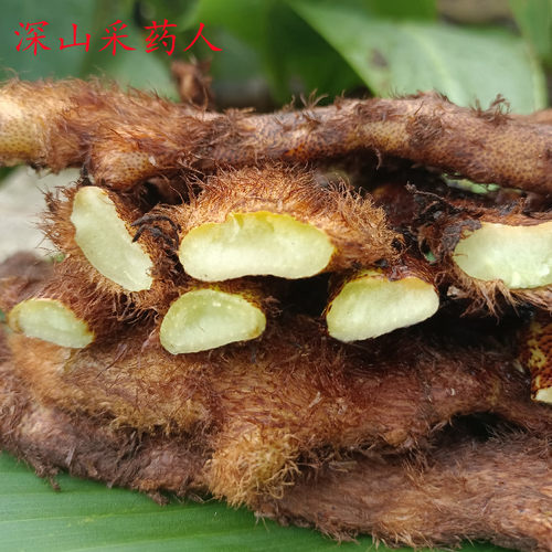 大山中草药骨碎补爬岩姜毛猴姜泡酒食补重庆深山现摘现发一斤包邮 - 封面